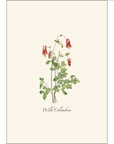 Meadow Wildflower Assortment Notecards with Matching Envelopes - Set of 8