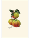 Heirloom Apple Assortment Notecards with Matching Envelopes - Set of 8