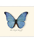 Blue Morpho Butterfly Notecards