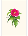 Camellia Notecards
