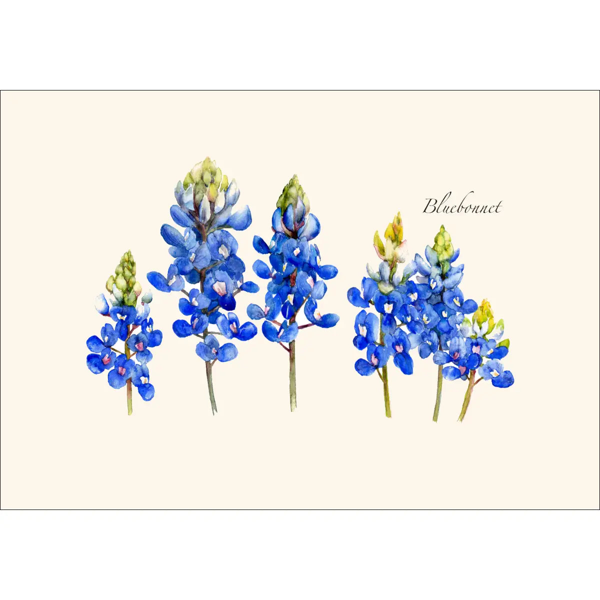 Bluebonnet Notecards