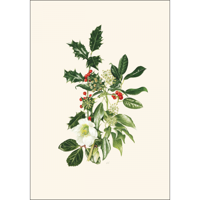 Hellebore &amp; Holly Notecards