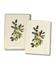 Hellebore & Holly Notecards