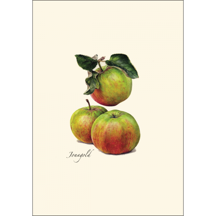 Heirloom Apple Assortment Notecards with Matching Envelopes - Set of 8