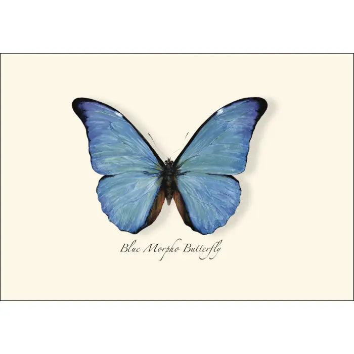 Blue Morpho Butterfly Notecards
