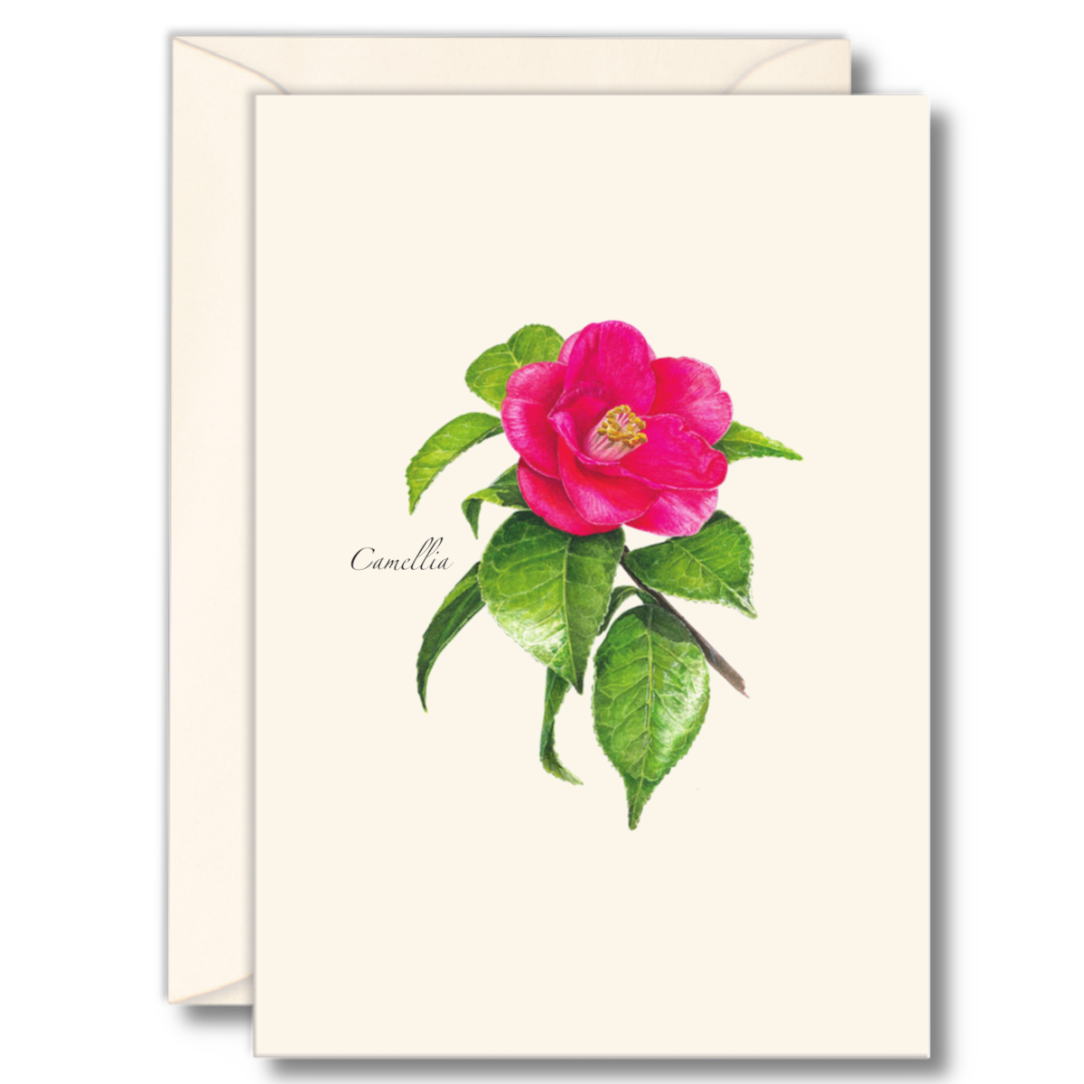 A notecard set featuring an illustration of a pink camellia flower with green leaves, labeled 'Camellia', on a white background with a matching envelope.