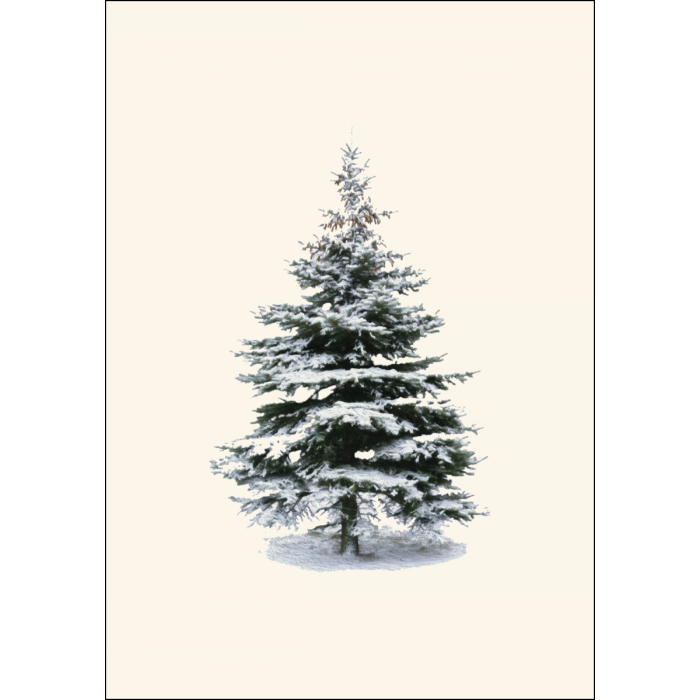Winter Spruce Notecards