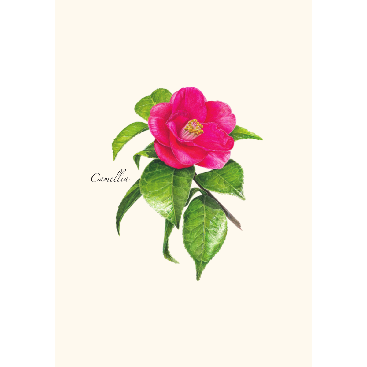 Camellia Notecards
